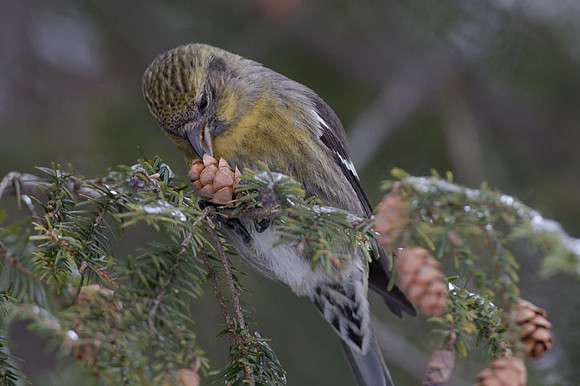 Two-barred Crossbill (Loxia leucoptera) female; also known as White-winged Crossbill