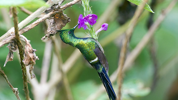 Wire-crested Thorntail (Discosura popelairii)