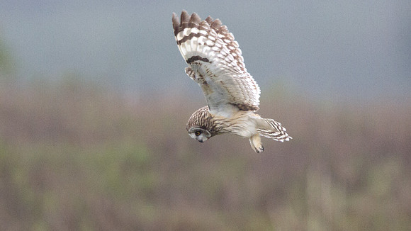 Hawaiian Short-Eared Owl (Asio flammeus sandwichensis)
