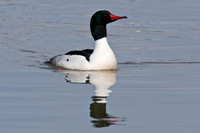 Common Merganser (Mergus merganser) Drake; also known as Goosander