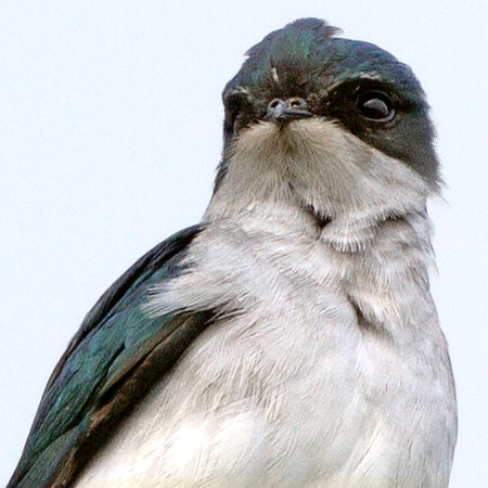 Grey-rumped treeswift (Hemiprocne longipennis)