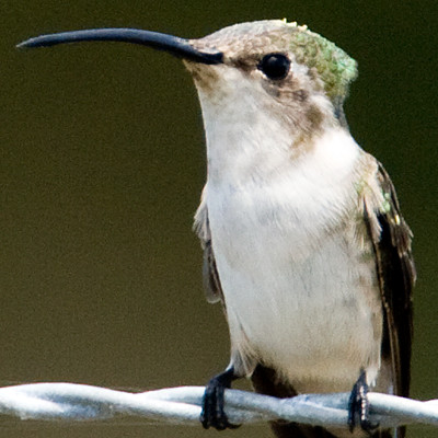 Mexican Sheartail (Doricha eliza) female