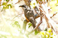 Mangrove Cuckoo (Coccyzus minor)