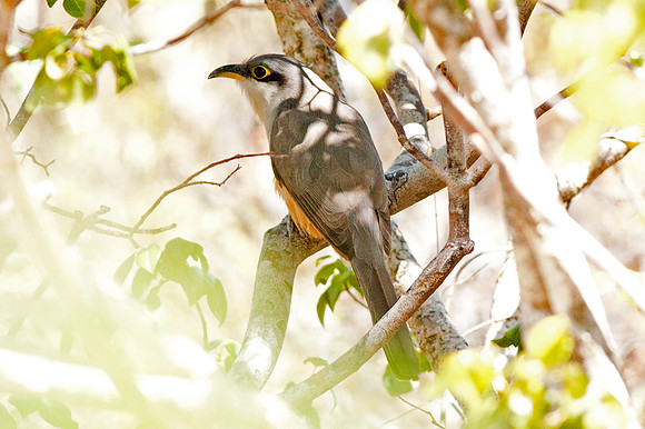 Mangrove Cuckoo (Coccyzus minor)