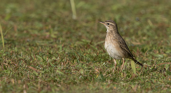 Richard's pipit (Anthus richardi)