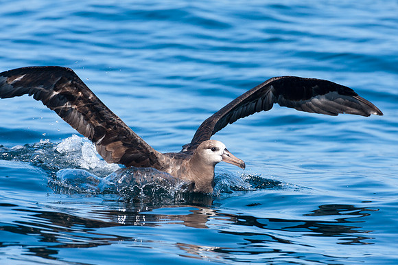 Black-footed Albatross (Phoebastria nigripes)