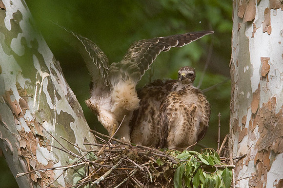 Red-shouldered Hawk (Buteo lineatus) juvenile