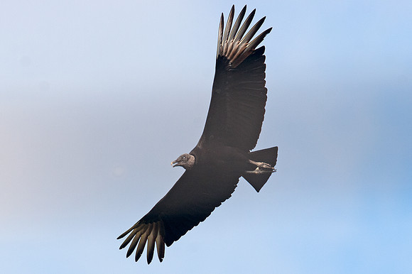Black Vulture (Coragyps atratus) also known as American Black Vulture