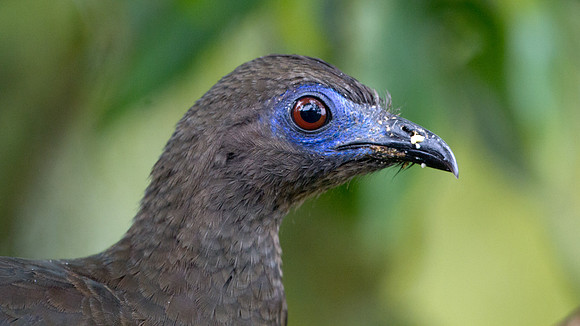 Sickle-winged Guan (Chamaepetes goudotii)