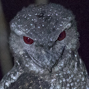 Papuan frogmouth (Podargus papuensis)