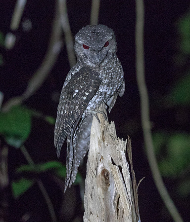 Papuan frogmouth (Podargus papuensis)