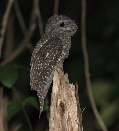 Papuan frogmouth (Podargus papuensis)
