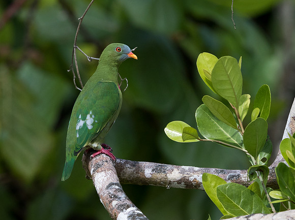 Claret-breasted fruit dove (Ptilinopus viridis)