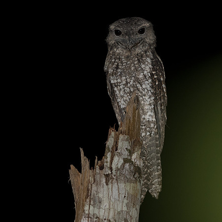 Papuan frogmouth (Podargus papuensis)