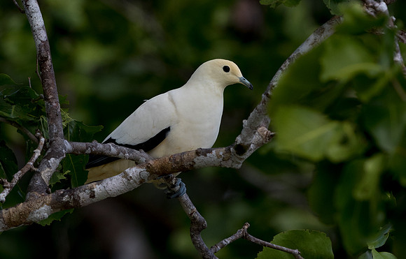 Pied imperial pigeon (Ducula bicolor)