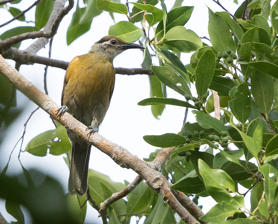 Mimic honeyeater (Meliphaga analoga)
