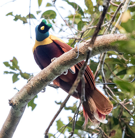 Red bird-of-paradise (Paradisaea rubra, also cendrawasih merah) Male