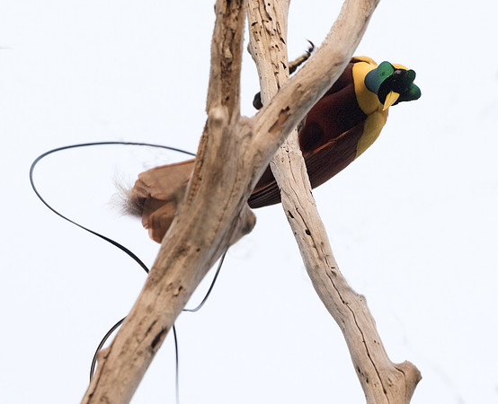 Red bird-of-paradise (Paradisaea rubra, also cendrawasih merah) Male