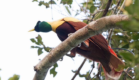 Red bird-of-paradise (Paradisaea rubra, also cendrawasih merah) Male