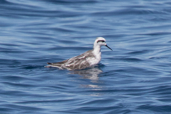 Red-necked phalarope (Phalaropus lobatus)