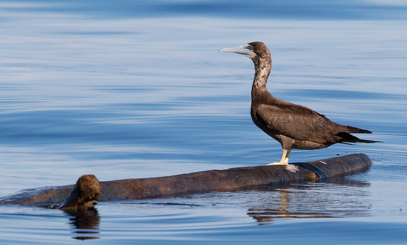 Brown booby (Sula leucogaster)