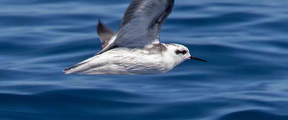 Red-necked phalarope (Phalaropus lobatus)