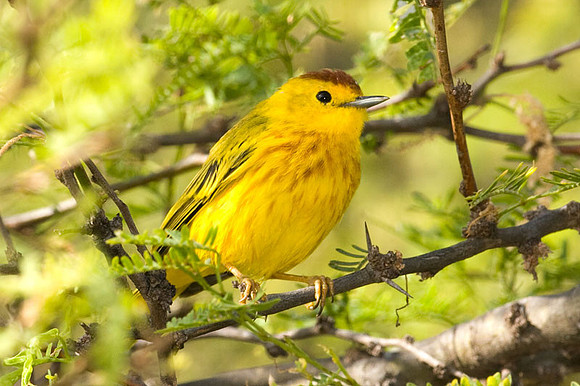 Yellow Warbler (Dendroica petechia) male