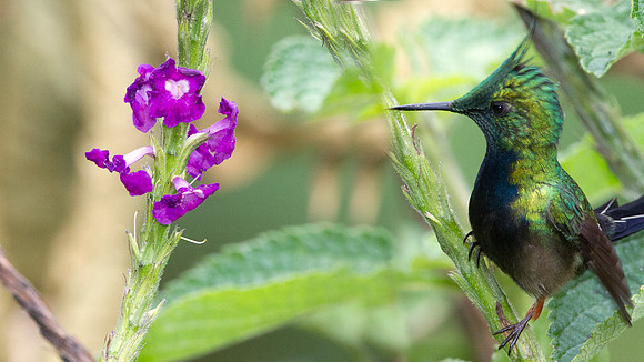 Wire-crested Thorntail (Discosura popelairii)