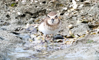 New Zealand plover (Charadrius obscurus