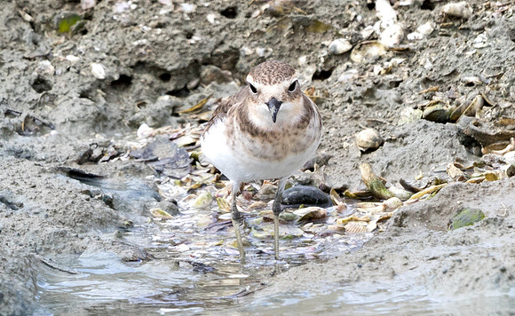 New Zealand plover (Charadrius obscurus