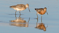 Bar-tailed godwit (Limosa lapponica)
