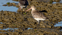 Bar-tailed godwit (Limosa lapponica)