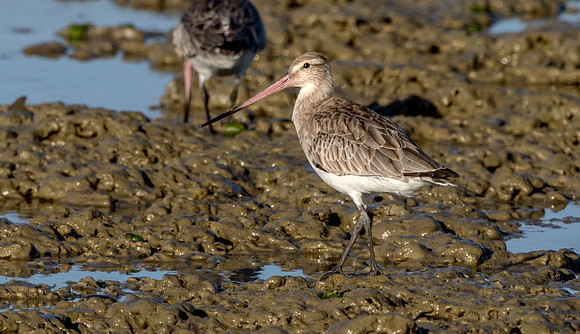 Bar-tailed godwit (Limosa lapponica)