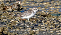 Sanderling (Calidris alba)