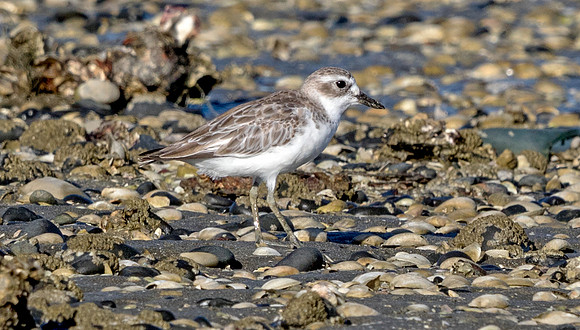 Sanderling (Calidris alba)
