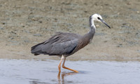 White-faced heron (Egretta novaehollandiae)