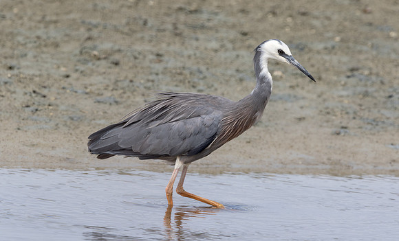 White-faced heron (Egretta novaehollandiae)