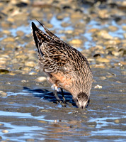Bar-tailed godwit (Limosa lapponica)
