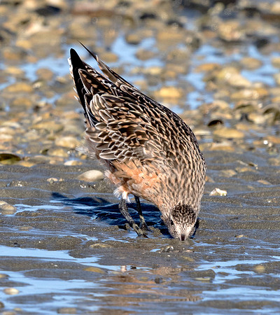 Bar-tailed godwit (Limosa lapponica)