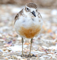 New Zealand plover (Charadrius obscurus)