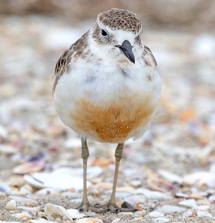 New Zealand plover (Charadrius obscurus)