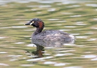 Australasian grebe (Tachybaptus novaehollandiae)