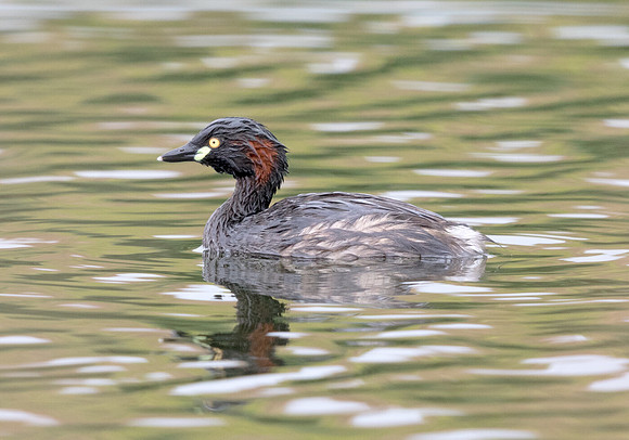 Australasian grebe (Tachybaptus novaehollandiae)