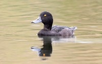 New Zealand scaup (Aythya novaeseelandiae)