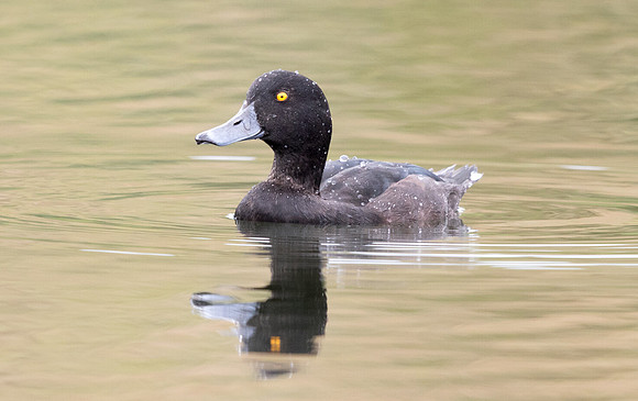 New Zealand scaup (Aythya novaeseelandiae)