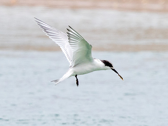 New Zealand fairy tern (Sternula nereis davisae)