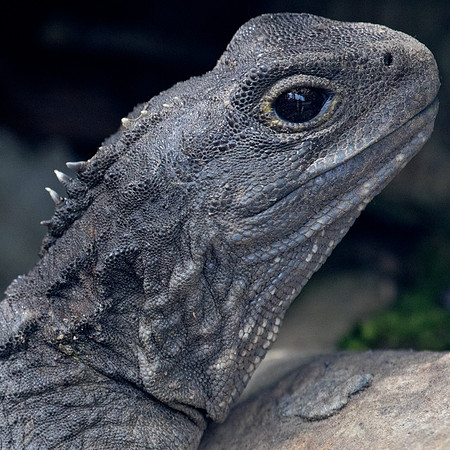 Northern Tuatara (Sphenodon punctatus)