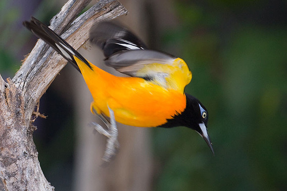 Venezuelan Troupial (Icteris icteris)