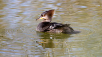Hooded Merganser (Lophodytes cucullatus) female