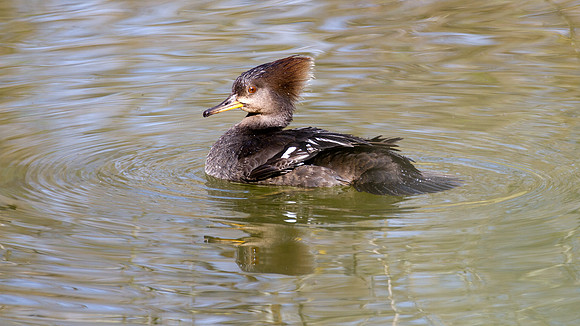 Hooded Merganser (Lophodytes cucullatus) female